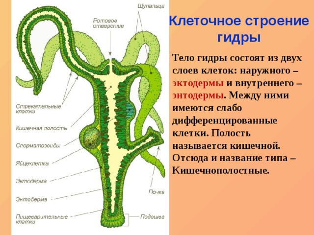 Гидра кракен